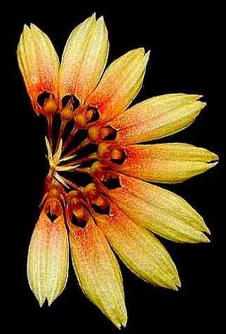 Bulbophyllum pulchellum
